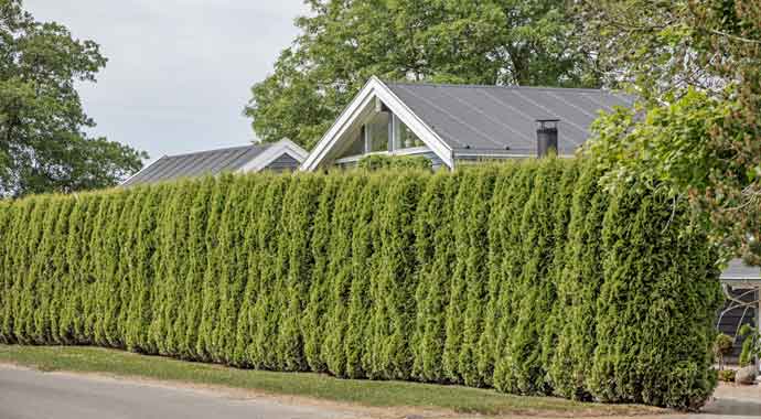 Haus mit blickdichter Eibenhecke als Sichtschutz