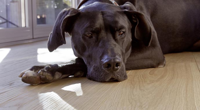 Echtholzboden von Bauwerk