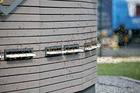 Bien-Zenker Bienen-Begegnungshaus Einflugschneise Bien-Zenker Bienen-Begegnungshaus Einflugschneise